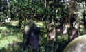 staedtel06.jpg (65830 Byte)