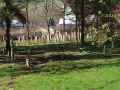 Bad Zwesten Friedhof 473.jpg (126516 Byte)