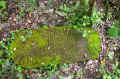 Zeltingen Friedhof 177.jpg (188763 Byte)