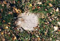 Grosssachsenheim KZ Friedhof 159.jpg (122087 Byte)