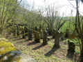 Duedelsheim Friedhof IMG_6879.jpg (203938 Byte)
