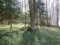 Eckartshausen Friedhof IMG_6851.jpg (200297 Byte)