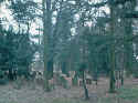 Hanau Friedhof 013.jpg (71903 Byte)
