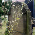 Neustadt adW Friedhof 12034.jpg (90359 Byte)